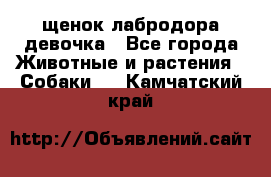 щенок лабродора девочка - Все города Животные и растения » Собаки   . Камчатский край